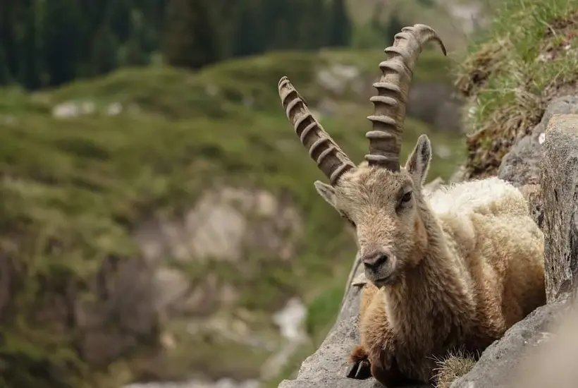 Top 5 des randonnées à découvrir dans le parc de la Vanoise