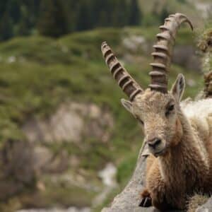 Top 5 des randonnées à découvrir dans le parc de la Vanoise