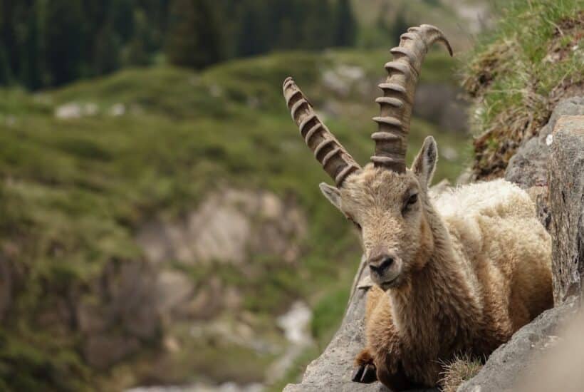 Top 5 des randonnées à découvrir dans le parc de la Vanoise